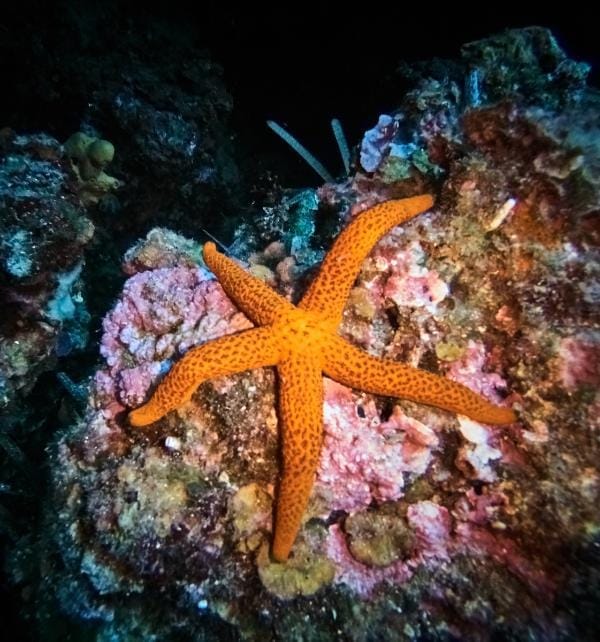 Orange starfish clinging to pink coral on a reef during a night dive at Nusa Lembongan.