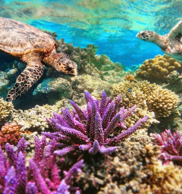Two sea turtles gliding over a vibrant coral reef with purple staghorn coral at Nusa Lembongan