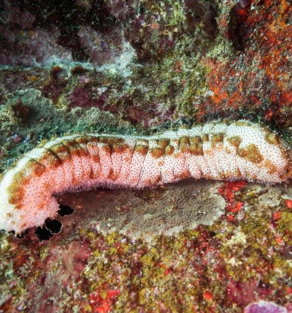 Sea cucumber crawling along colorful coral and rock crevice on an underwater reef at Nusa Lembongan.