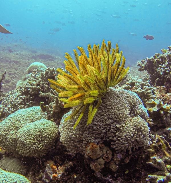 Yellow feather star (crinoid) extending feathery arms from coral on a reef at Nusa Lembongan with fish in background.
