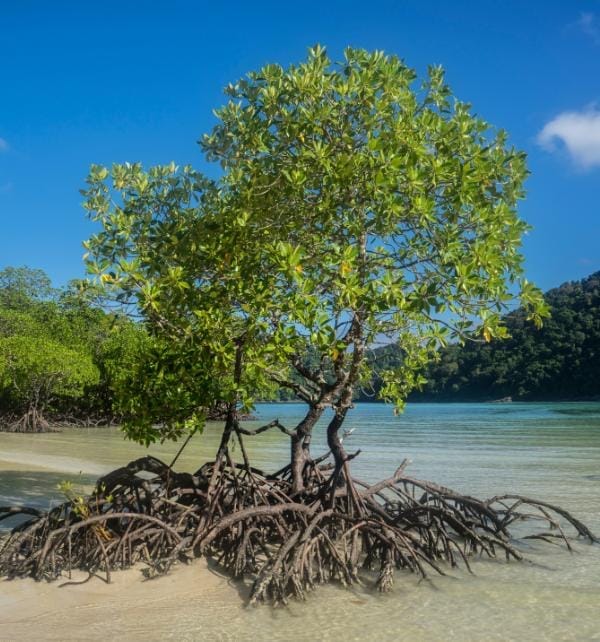 Mangrove tree with exposed aerial roots standing in shallow clear tidal water on Nusa Lembongan beach under a blue sky.