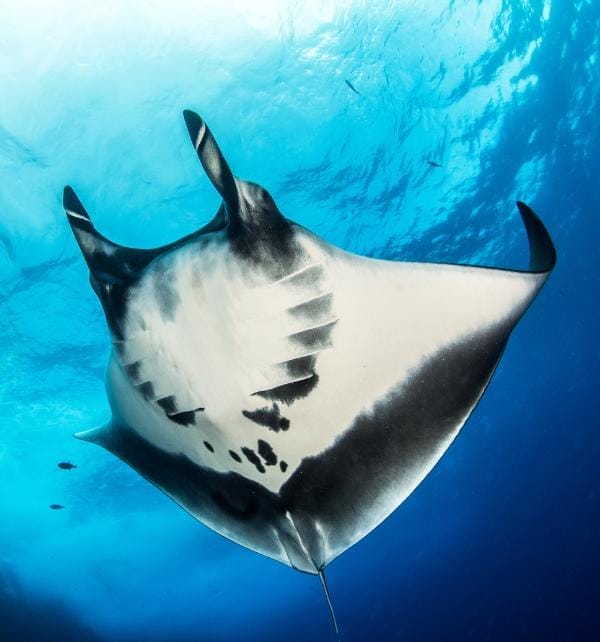 Giant manta ray gliding upward through clear blue water off Nusa Lembongan, showing its patterned underside.