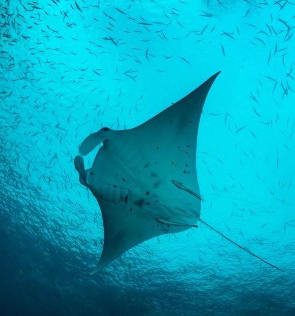 Manta ray gliding through turquoise water near Nusa Lembongan, surrounded by schooling fish and attached remoras.