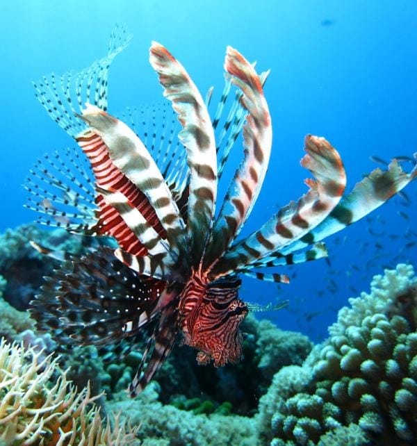 A lionfish with outspread striped fins hovering above coral reef at Nusa Lembongan, bright blue water background.
