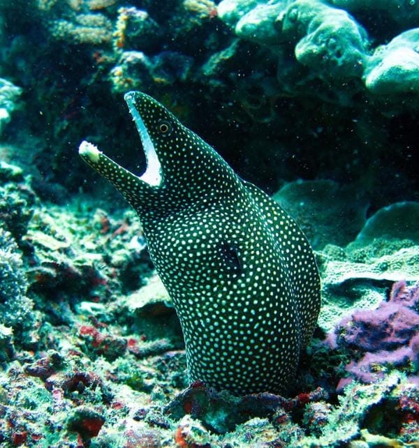 Spotted moray eel emerging from coral with open mouth during a dive at Nusa Lembongan.