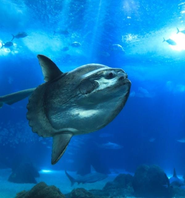 Sunfish (mola) swimming underwater among schooling fish over a coral reef near Nusa Lembongan.