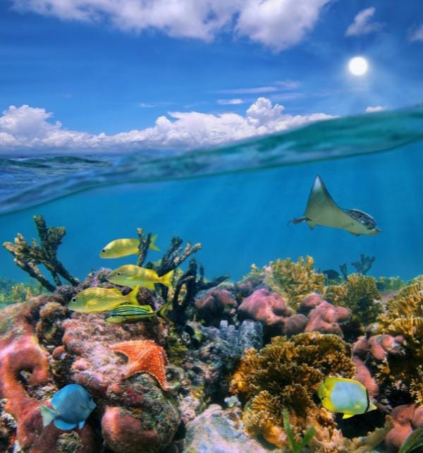 Split-view at Nusa Lembongan: sunlit sea above and vibrant coral reef below with tropical fish and a manta ray.