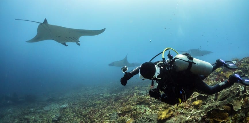 Scuba diver filming manta rays gliding over a coral reef near Nusa Lembongan.