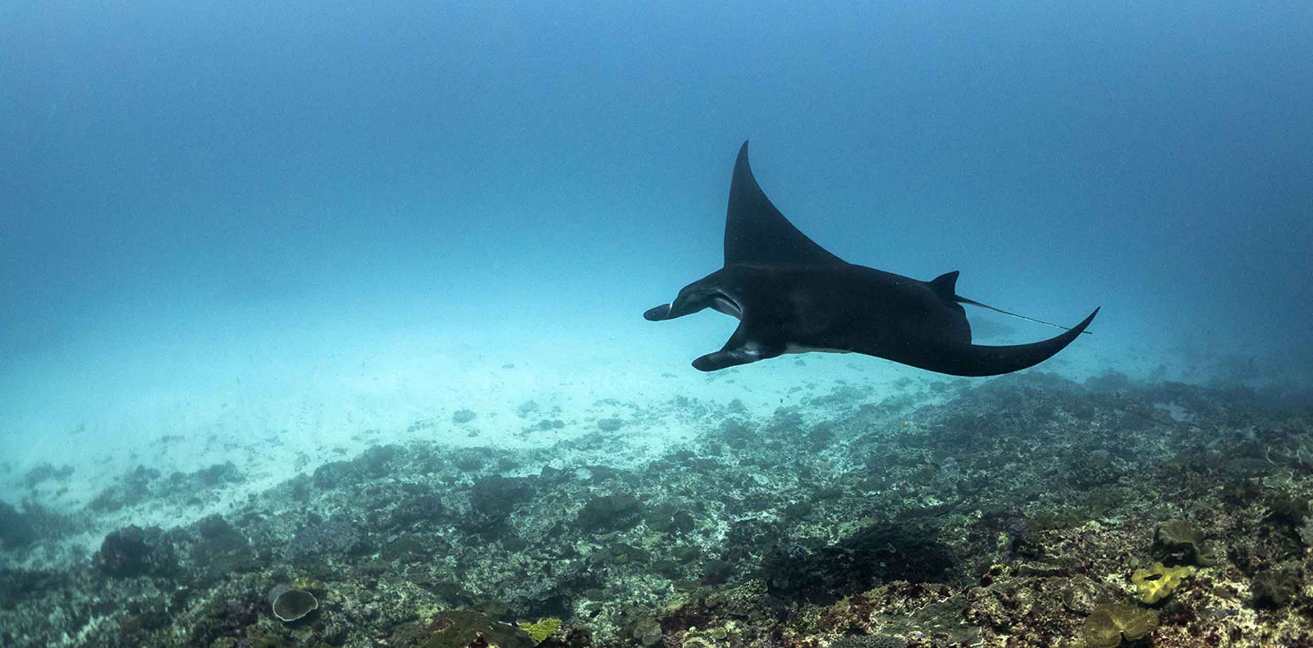 Manta ray gracefully gliding over a coral reef floor near Nusa Lembongan.