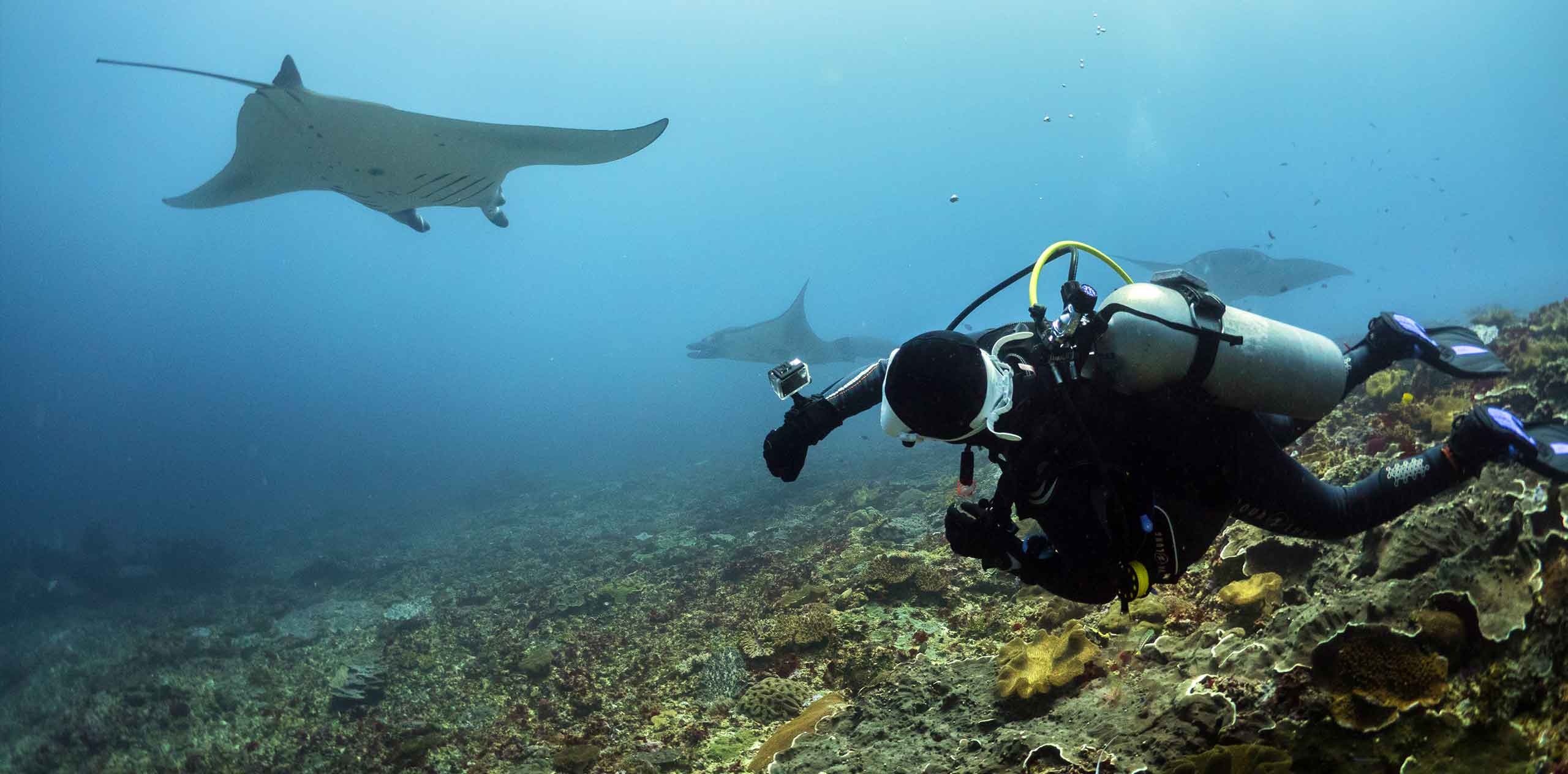 Scuba diver filming manta rays gliding over a coral reef near Nusa Lembongan.