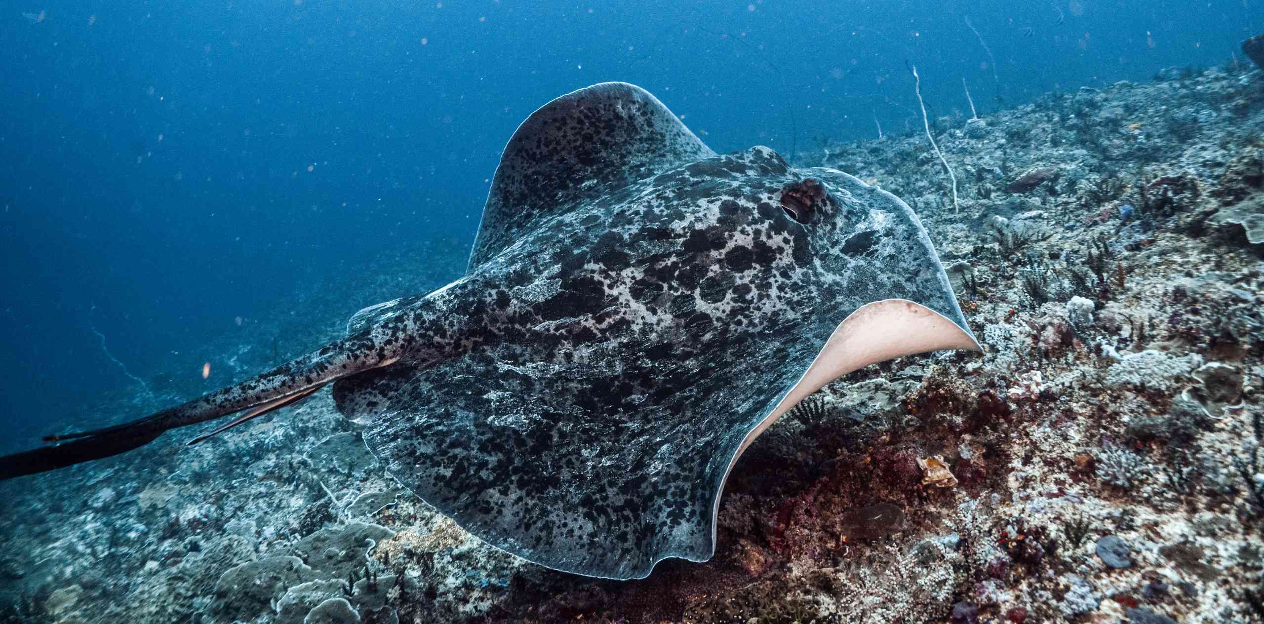 A mottled stingray gliding over the coral seabed near Nusa Lembongan.