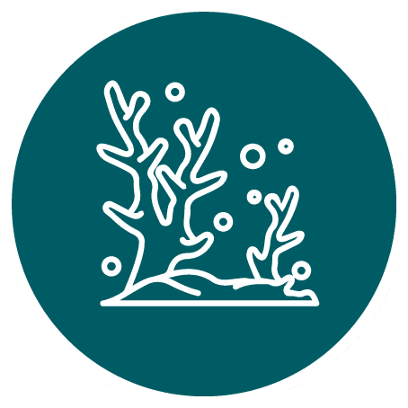 Teal circular icon showing a white line-drawn coral reef with small bubbles