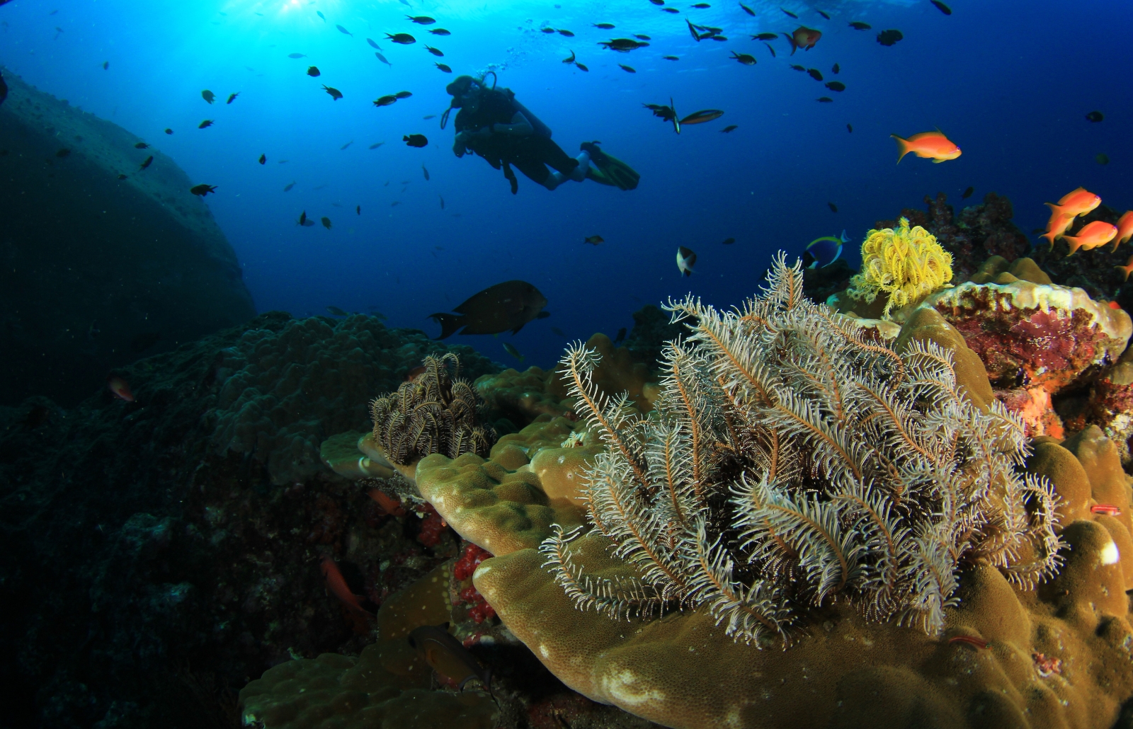 Scuba diver above a colorful coral reef with feather-like crinoids and small orange reef fish in clear blue water