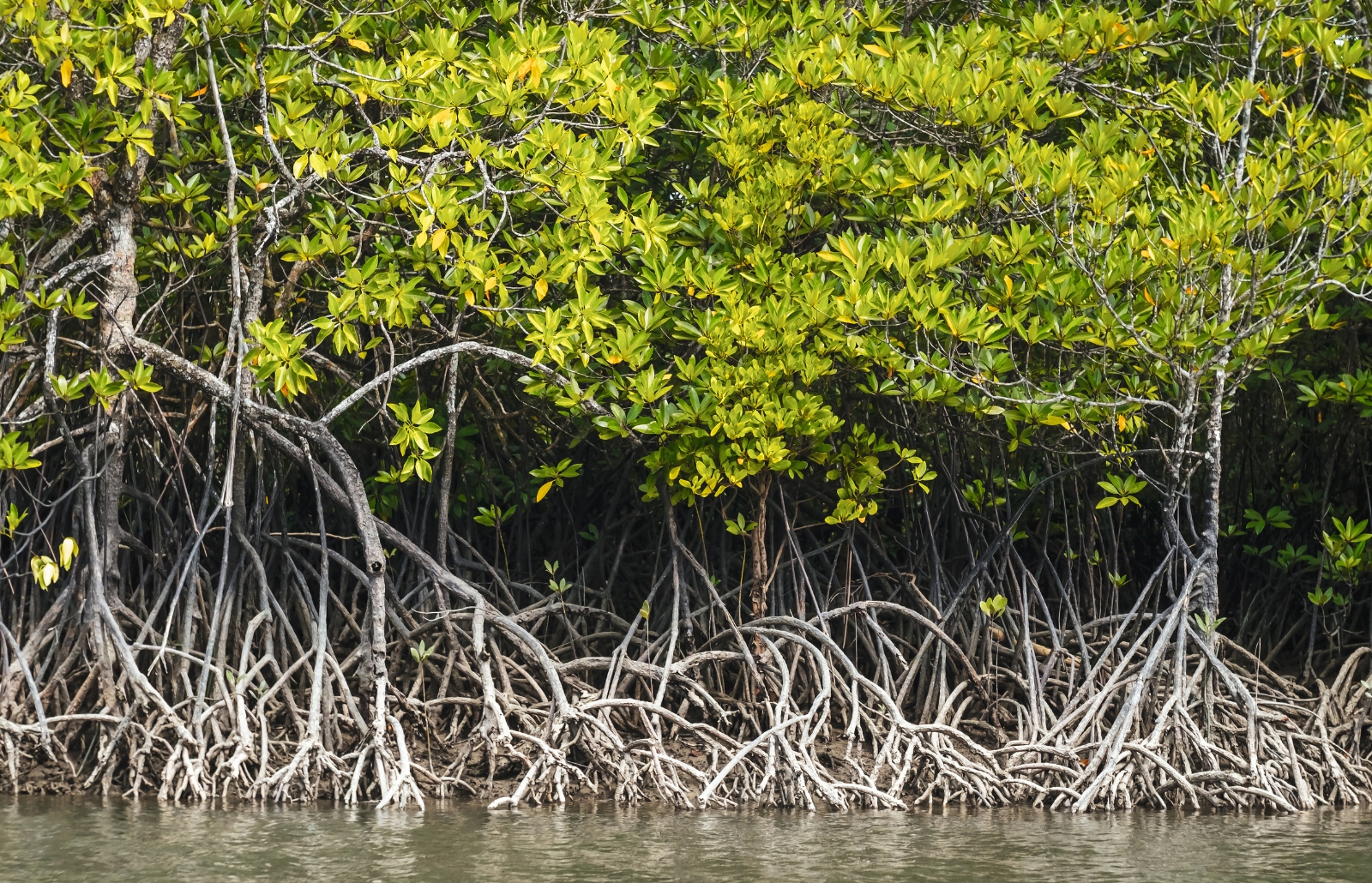 Dense mangrove trees with tangled exposed aerial roots along a muddy shoreline and bright green leaves above calm water