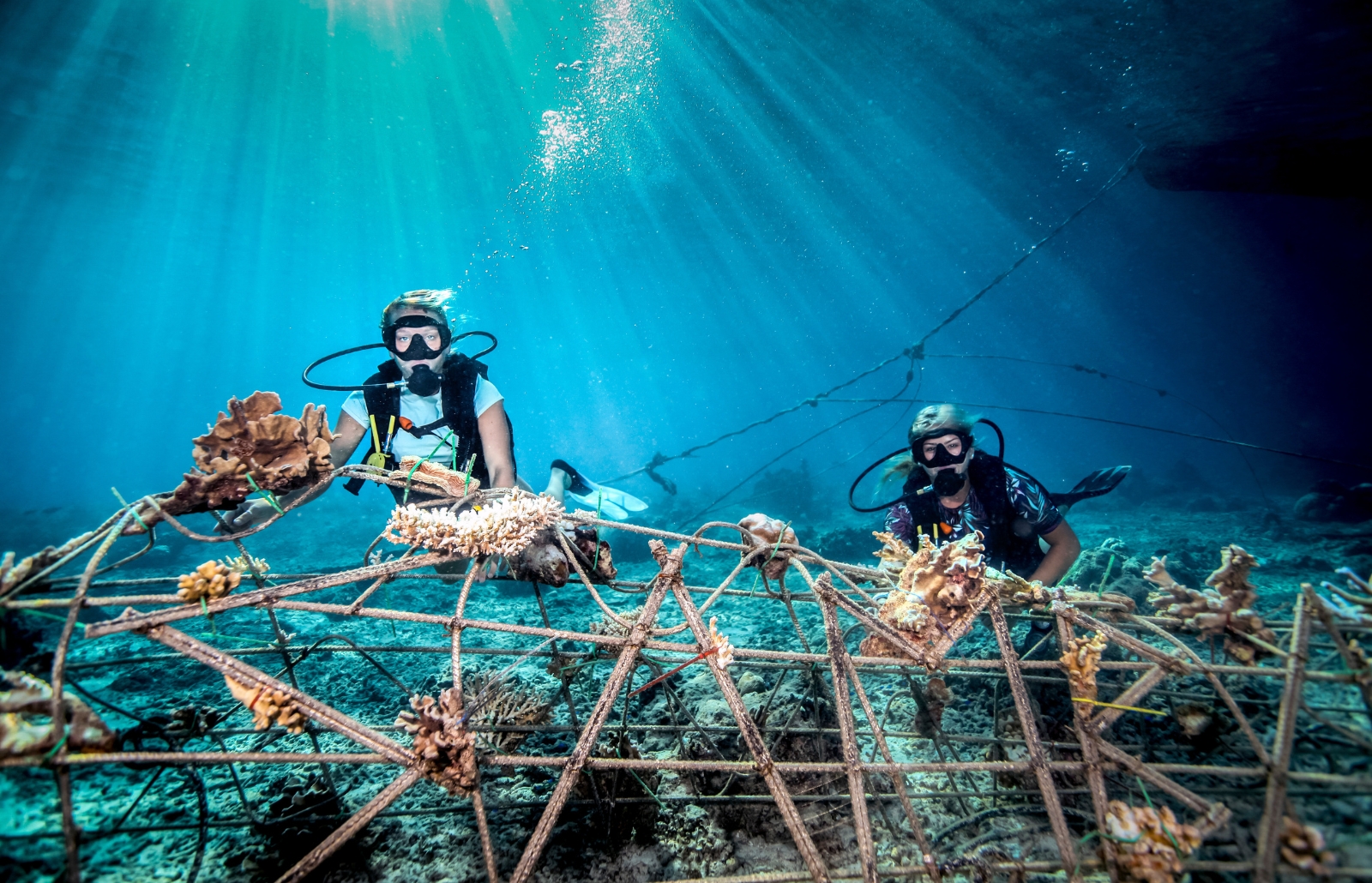 Two scuba divers inspecting a metal coral restoration frame on the seafloor with sunlight beams filtering through blue water.
