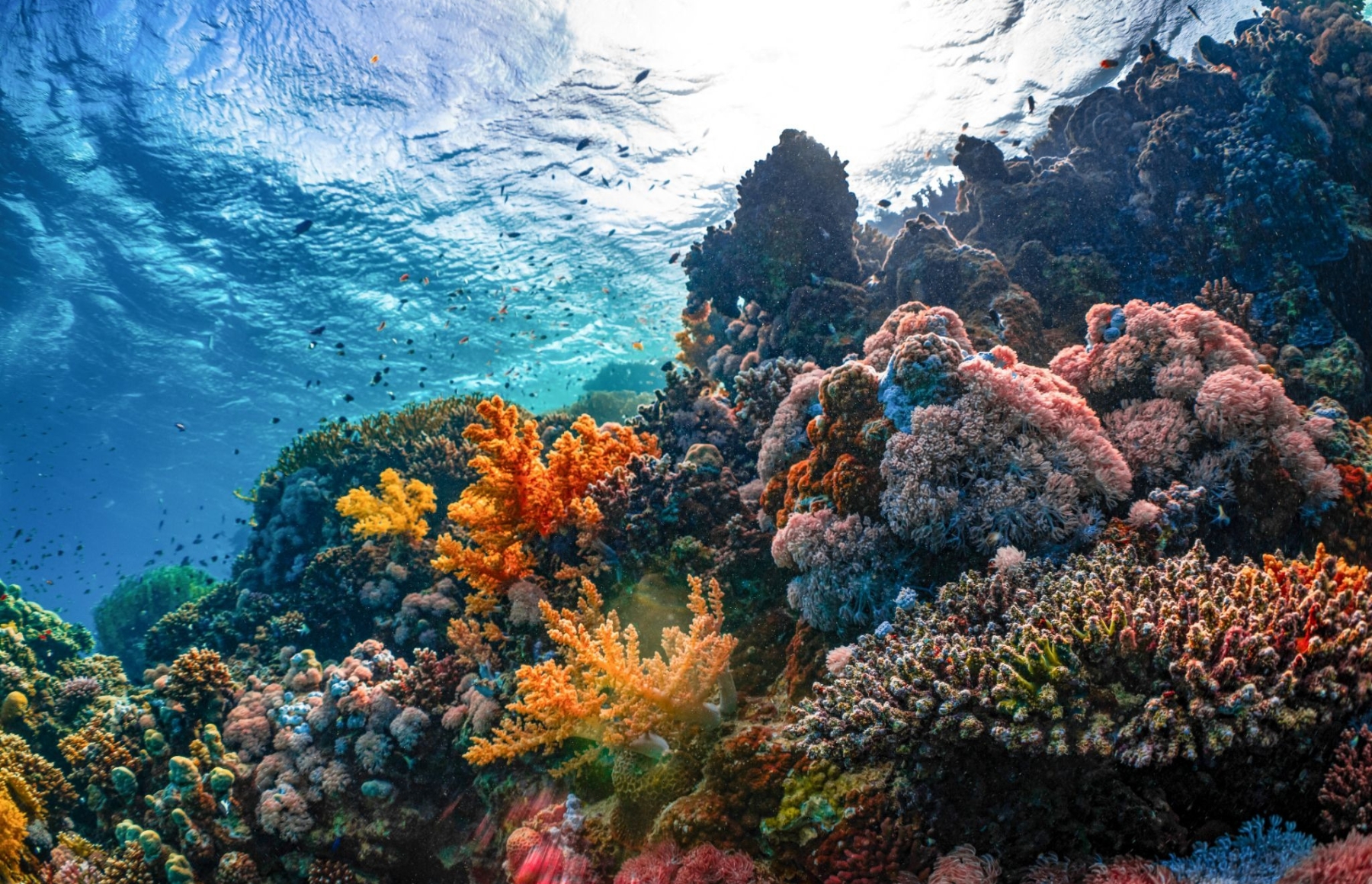Vibrant coral reef with orange, pink and purple corals and small fish swimming under sunlit turquoise water